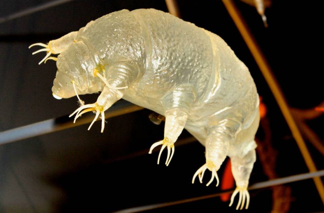 Tardigrad nedir? 14